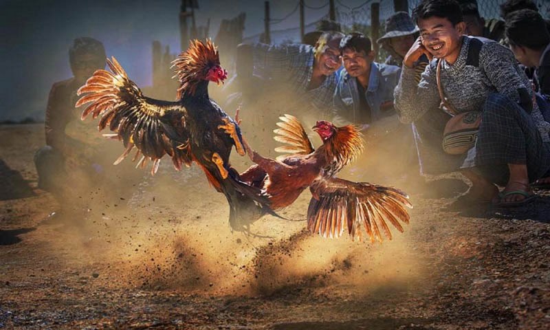 Thông tin thư viện trò chơi trực tuyến cấp Dr88 - Dr88
